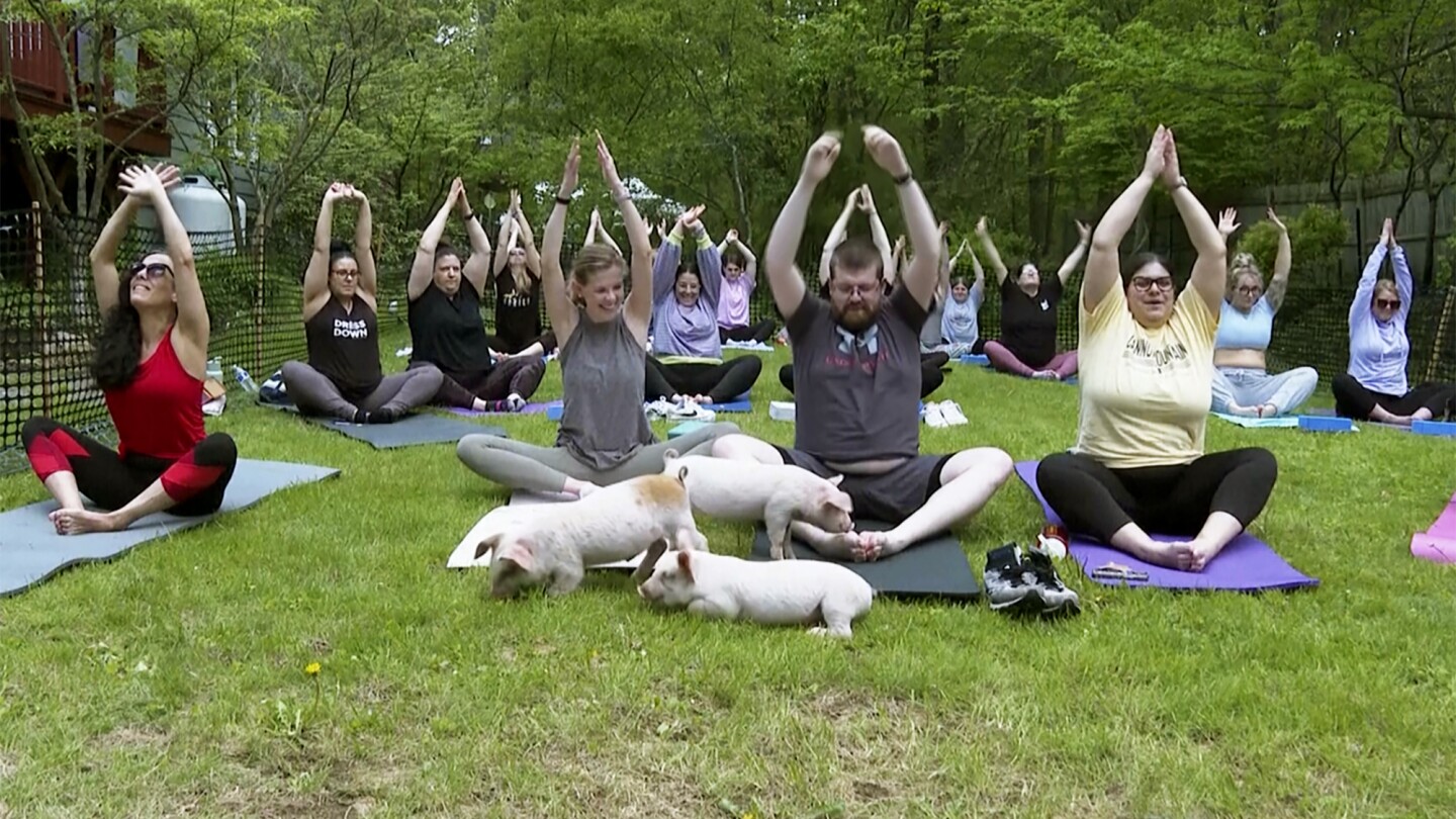 In this image taken from video, piglets interact with yoga class participants, Friday, May 17, 2024, in Spencer, Mass. (AP Photo)