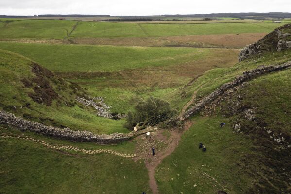 A view of of the felled Sycamore Gap tree, on Hadrian's Wall in Northumberland, England, Sept. 28, 2023. (Owen Humphreys/PA via AP, File)