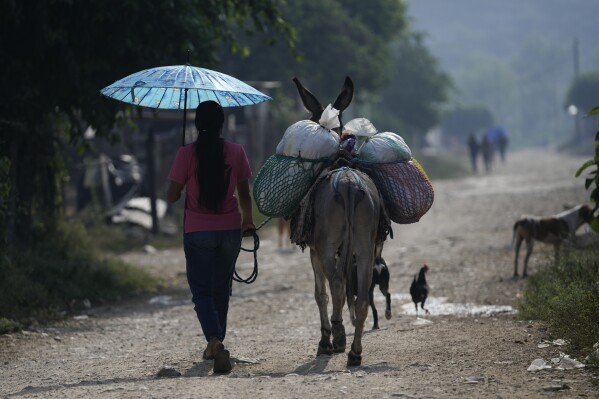 Una mujer con un burro, cargado con enseres, en Plan de Ayala, un pueblo tojolabal en la localidad de Las Margaritas del estado de Chiapas, México, el viernes 3 de mayo de 2024. Dos mujeres están en la papeleta para las elecciones presidenciales mientras en algunas áreas indígenas, las mujeres no tienen voz en sus propias comunidades. No obstante, con ayuda de las nuevas generaciones, algunas mujeres indígenas están empujando el cambio. (AP Foto/Marco Ugarte)