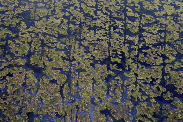Chevron ordered to pay greater than 0 million to revive Louisiana coast in landmark trial