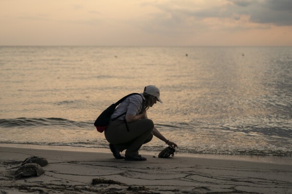 Susan Linder, a horseshoe crab egg density team leader with the Horseshoe Crab Recovery Coalition Horseshoe Crabs helps a stranded crab at Reeds Beach in Cape May Court House, N.J., Tuesday, June 13, 2023. (AP Photo/Matt Rourke)