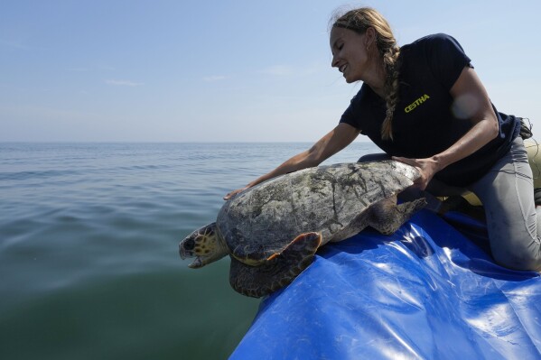 Marine biologist Linda Albonetti releases a turtle named Vulcano into the Adriatic Sea in a no-fishing zone off the coast of Marina di Ravenna, Italy, Saturday, June 8, 2024. A nonprofit rescues and treats injured turtles that are sometimes hurt by trawlers. (AP Photo/Luca Bruno)