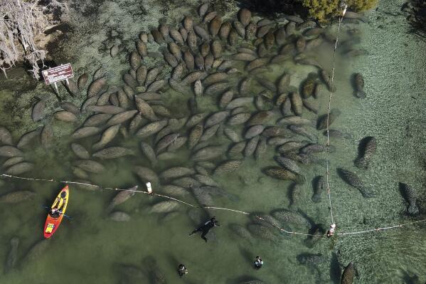 FILE - Snorkelers and kayakers interact with an aggregation of manatees gathered at the entrance to the Three Sisters Springs during a cold morning Sunday, Jan. 30, 2022, in Crystal River, Fla. Rob Hale, a co-owner of the Boston Celtics, is donating $2 million toward protecting the Florida manatees and their habitat following two seasons of record-breaking manatee mortalities in the state. Fox Rock Foundation, a family charity overseen by Hale and his wife, Karen, will give $1 million each to the nonprofits Fish & Wildlife Foundation of Florida and Save the Manatee Club, the groups announced Tuesday, May 17. (AP Photo/Mike Carlson, File)