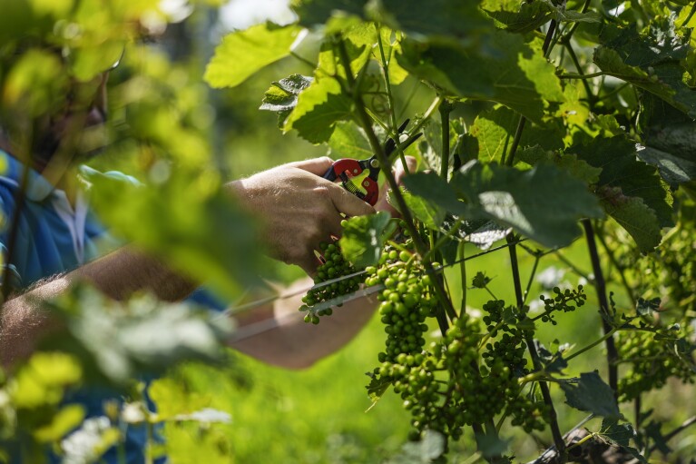 A worker cuts leaves at Kullabergs Vingård, in Nyhamnsläge, Sweden, Tuesday, July 25, 2023. (AP Photo/Pavel Golovkin)