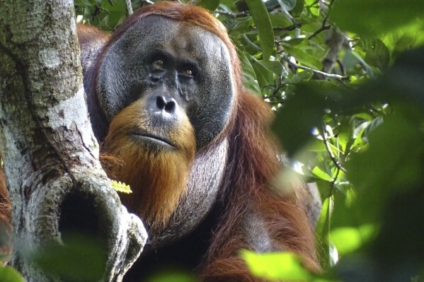 Esta foto entregada por la Fundación Suaq muestra al orangután Rakus en el Parque Nacional Gunung Leuser de Indonesia, el 25 de agosto de 2022, luego que su herida facial ya casi desapareció. Dos meses después, científicos lo observaron aplicándose hojas masticadas de una planta, usada como planta medicinal en todo el sureste asiático, para sanar la herida. (Safruddin/Fundación Suaq via AP)