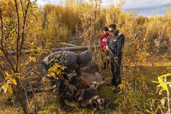 Bernard Ishnook, from left, Steven Guinness Jr., 14, and Ben Stevens discuss how to pack out a two-year-old moose killed by the Stevens' family hunting party on Tuesday, Sept. 14, 2021, near Stevens Village, Alaska. For the first time in memory, both king and chum salmon have dwindled to almost nothing and the state has banned salmon fishing on the Yukon. The remote communities that dot the river and live off its bounty are desperate and doubling down on moose and caribou hunts in the waning days of fall. (AP Photo/Nathan Howard)