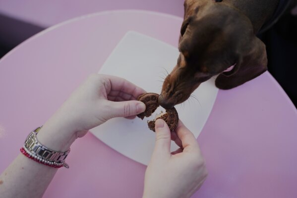 Two-year-old Tita is fed a cookie at Barto Cafe, a bakery that specializes in cakes for canines, in Buenos Aires, Argentina, Sunday, April 13, 2025. (AP Photo/Natacha Pisarenko)