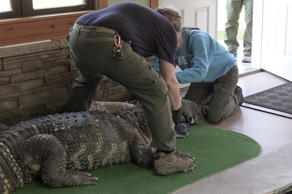 In this photo provided by the New York Department of Environmental Conservation, DEC officers secure an 11-foot (3.4-meter) alligator for transport after it was seized from a home where it was being kept illegally in Hamburg, N.Y., on Wednesday, March 13, 2024. The home's owner had built an addition and installed an in-ground swimming pool for the 30-year-old alligator, which has blindness in both eyes and spinal complications, among other health issues. (New York DEC via AP)