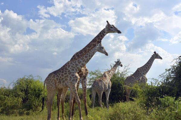 National Geographic Giraffes Semi-Cropped T-Shirt for Women