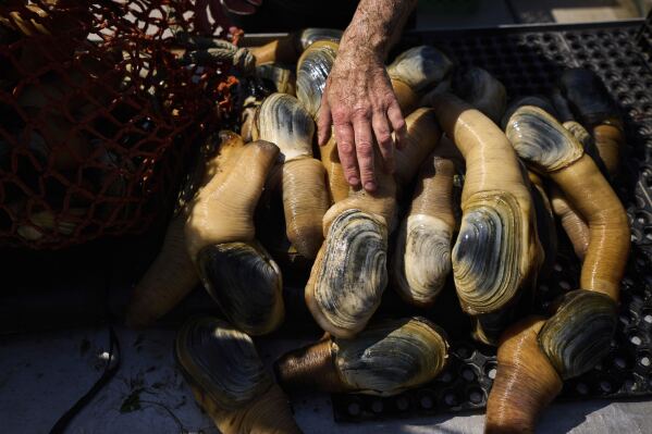 Daniel McRae unloads a bag of harvested geoduck clams from his brother, Derrick McRae, on their boat near Illahee State Park in Bremerton, Wash., on Tuesday, April 22, 2025. (AP Photo/Lindsey Wasson)