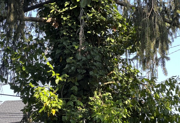 Climbing Vines - Ivy Plants