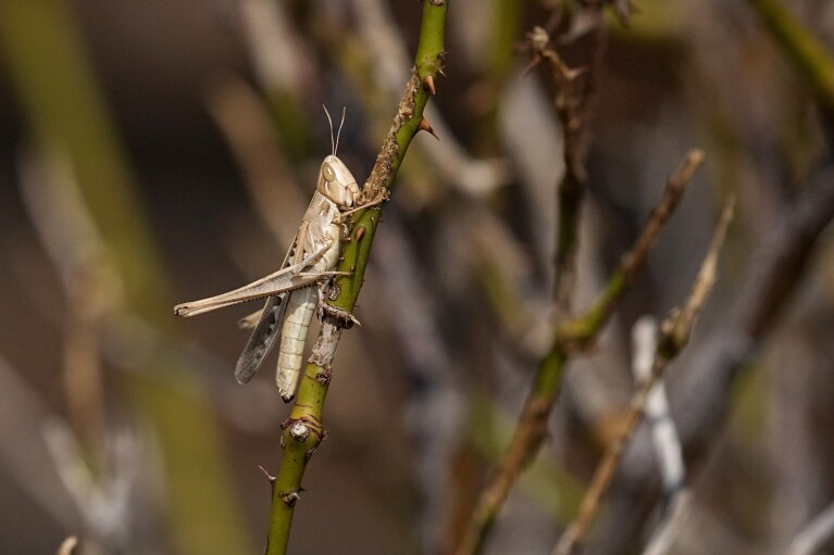 A grasshopper feeds on what is left of large rose bushes behind the home of ranch owner Gilda Jackson in Paradise, Texas, Monday, Aug. 21, 2022. (AP Photo/Tony Gutierrez)