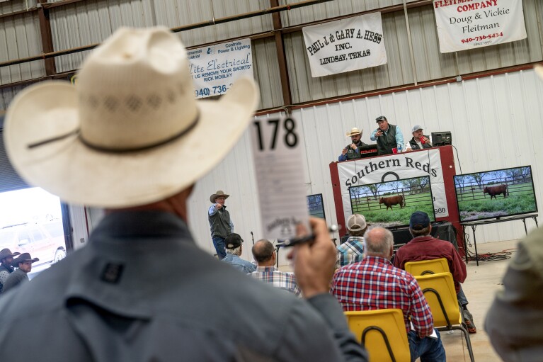 A rancher bids on a bull at a cattle auction in Gainesville, Texas, Friday, April 21, 2023. The beef industry is the third-largest economic generator in Texas, contributing roughly $12 billion annually to the state's economy and employing thousands of people. (AP Photo/David Goldman)