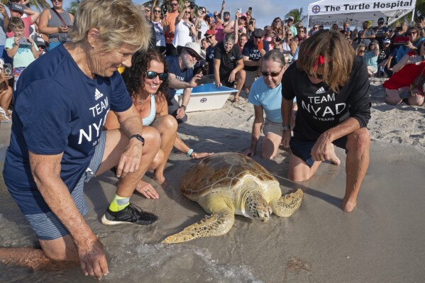 In this photo provided by the Florida Keys News Bureau, Diana Nyad, left, her expedition leader Bonnie Stoll, right, and staff from the Florida Keys-based Turtle Hospital watch "Rocky," a rehabilitated green sea turtle, crawl into the Atlantic Ocean Sunday, Oct. 22, 2023, from a beach in Key West, Fla. The turtle release was part of a weekend 10th anniversary celebration commemorating Nyad's successful 2013 swim from Cuba to Key West, ending at the same beach. Rescued in January and taken to the Turtle Hospital, "Rocky" required an eight-hour intestinal surgery, breathing treatments, a blood transfusion and months of medications to survive. At age 64, Nyad came ashore on Labor Day 2013 after swimming nearly 111 miles across the Florida Straits from Havana. (Andy Newman/Florida Keys News Bureau via AP)