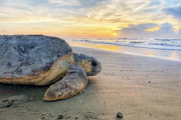 FILE - This photo provided by Georgia's Department of Natural Resources shows a loggerhead sea turtle returning to the ocean after nesting on Ossabaw Island, Ga., June 30, 2019. (Georgia Department of Natural Resources via AP, File)