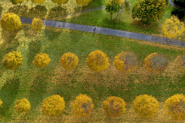 People walk through a park with autumn colored trees, in Frankfurt, Germany, Friday, Nov. 3, 2023. (AP Photo/Michael Probst)