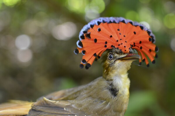 This photo provided by researchers shows a royal flycatcher bird in Las Cruces Biological Station in Coto Brus, Costa Rica in March 2018. Small farms with natural landscape features such as shade trees, hedgerows and tracts of intact forest provide a refuge for some tropical bird populations, according to an 18-year study in Costa Rica, published on Monday, Sept. 4, 2023, in the journal Proceedings of the National Academy of Sciences. (J. Nicholas Hendershot via AP)