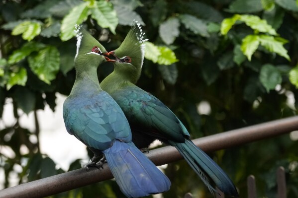 The male of a Tauraco livingstonii, a species of bird, is feeding the female to strengthen the couple's bond at the greenhouse of the Museo delle Scienze (MUSE), a science museum in Trento, Italy, Monday, May 6, 2024. The Butterfly Forest was created to bring public awareness to some of the research that MUSE is doing in Udzungwa Mountains to study and protect the world’s biodiversity against threats such as deforestation and climate change. (AP Photo/Luca Bruno)