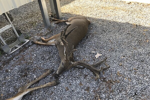 This Sept. 2, 2020, photo provided by veterinarian Craig Fontenot, of Ville Platte, La., shows deer at a ranch where they were killed by hordes of mosquitoes. Experts in southwest Louisiana say clouds of mosquitoes have been so thick since Hurricane Laura that they're killing cattle and horses. (Dr. Craig Fontenot via AP)