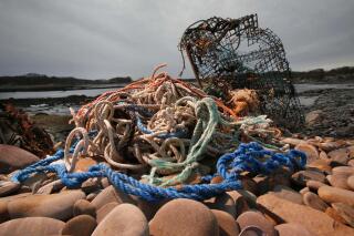 FILE - A washed-up lobster trap and tangled line sit on a beach in Biddeford, Maine, Nov. 13, 2009. Marine Stewardship Council, one of the most cited seafood sustainability organizations in the country, has decided to suspend the Maine lobster fishery's sustainability certificate over concerns about threats to whales. (AP Photo/Robert F. Bukaty, File)