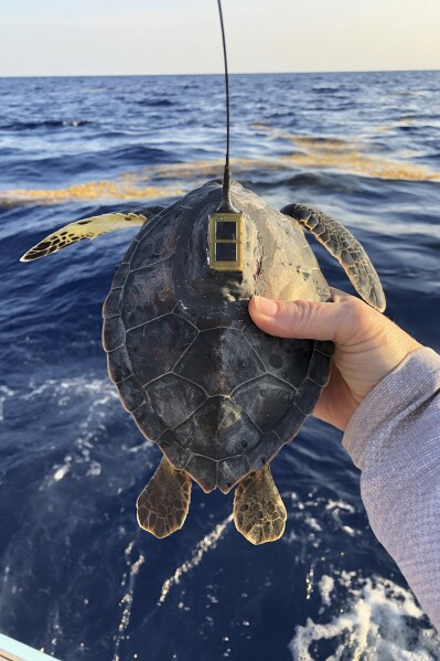 This photo provided by researchers shows a young green sea turtle with a satellite tag before release offshore of Destin, Fla., on May 13, 2022. The photo was made under protected species permit NMFS 19508. (Kate Mansfield via AP)