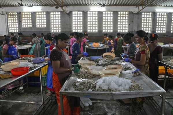 Workers peel shrimp in a tin-roofed processing shed in the hamlet of the Tallarevu, in Kakinada district, in the Indian state of Andhra Pradesh, Sunday, Feb. 11, 2024. Indian shrimp is regularly sold in major U.S. stores such as Walmart, Target and Sam’s Club and supermarkets like Kroger, Safeway and Sprouts. (AP Photo/Mahesh Kumar A.)