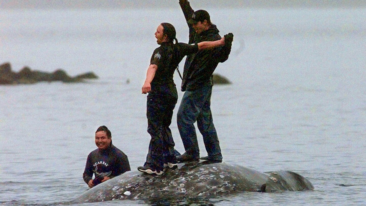 Племето мака във Вашингтон може отново да убива китове с харпун, тъй като САЩ се отказва от закона за опазване