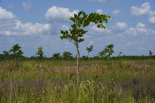 Young pongamia trees grow in a grove in St. Lucie County, Fla., Thursday, June 6, 2024. The ancient tree, native to India, Southeast Asia and Australia, is now thriving in groves where citrus trees once flourished in Florida. The tree produces a legume that can be processed into plant-based protein and sustainable biofuel. (AP Photo/Marta Lavandier)