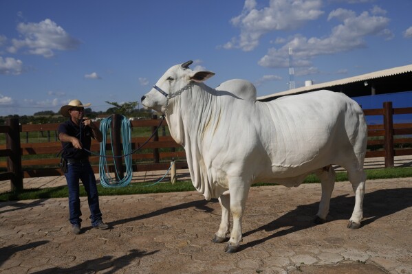 A stockman shows off the Nelore cow known as Viatina-19 at a farm in Uberaba, Minas Gerais state, Brazil, Friday, April 26, 2024. Viatina-19 is the product of years of efforts to raise meatier cows, and is the most expensive cow ever sold at auction, according to Guinness World Records. (AP Photo/Silvia Izquierdo)