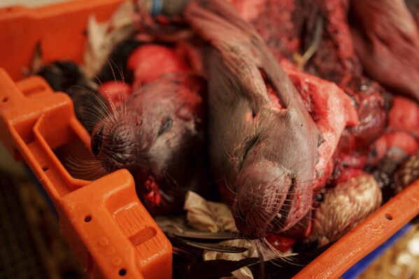 Seal heads are seen in a box at the market in Nuuk, Greenland, Friday, March 7, 2025. (AP Photo/Evgeniy Maloletka)