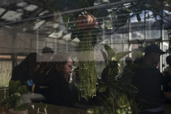 Associate professor Vered Mirmovitch and her biology class students visit a greenhouse on the West Los Angeles College campus in Culver City, Calif., Tuesday, March 12, 2024. As students across the nation consider jobs that play a role in solving the climate crisis, they’re looking for meaningful climate training and community colleges are responding. (AP Photo/Jae C. Hong)