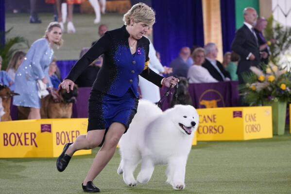 FILE - The handler of a Samoyed runs with her dog before the judges in the working group category at the Westminster Kennel Club dog show, on June 13, 2021, in Tarrytown, N.Y. The Westminster Kennel Club's annual dog show has become the latest event to be postponed or canceled in New York as the number of coronavirus cases surges. The club's board of governors announced Wednesday, Dec 29, 2021, it was postponing its 2022 event, scheduled for late January, to later in the year. A new date wasn't given.  (AP Photo/Kathy Willens, File)