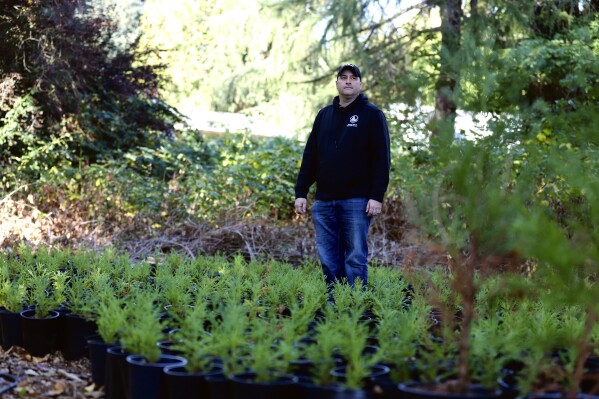 FILE - City of Bellevue Forest Management Program Supervisor Rick Bailey stands among dozens of juvenile giant sequoias Oct. 11, 2022, in Bellevue, Wash. As native trees in the Pacific Northwest die off due to climate change, the U.S. Forest Service and others are turning to a strategy called "assisted migration." (AP Photo/Manuel Valdes, File)