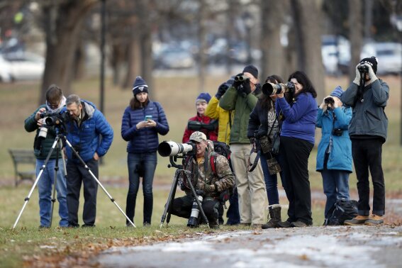 
              Birders watch and photograph a great black hawk at Deering Oaks Park, Friday, Nov. 30, 2018, in Portland, Maine. Audubon has called it potentially the first record of the species in the U.S. (AP Photo/Robert F. Bukaty)
            