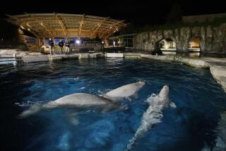 Three beluga whales swim together in an acclimation pool after arriving at Mystic Aquarium, Friday, May 14, 2021 in Mystic, Conn. The whales were among five imported to Mystic Aquarium from Canada for research on the endangered mammals. The aquarium is announcing that it will be auctioning off the names of three of the new belugas to raise money for their care. (Jason DeCrow/AP Images for Mystic Aquarium)