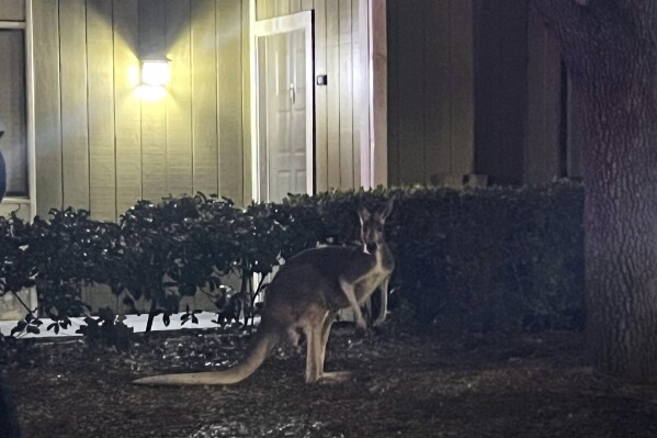 In this image provided by the Hillsborough County, Fla., Sheriff's Office, a kangaroo is loose at a an apartment complex Thursday, Feb. 8, 2024, in Tampa, Fla. The wayward kangaroo was corralled safely by sheriff's deputies and reunited with its owner after checking for proper registration. (Hillsborough County Sheriff's Office via AP)