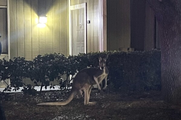 In this image provided by the Hillsborough County, Florida, Sheriff's Office, a kangaroo lies loose at an apartment complex in Tampa, Florida, Thursday, Feb. 8, 2024.  The stray kangaroo was safely captured by sheriff's deputies and reunited with its owner after proper registration checks.  (Hillsborough County Sheriff's Office via AP)