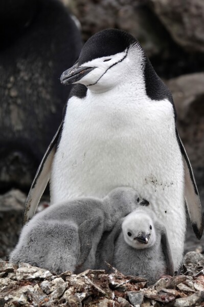 This image provided by Won Young Lee shows wild chinstrap penguins guard their fuzzy gray chicks on King George Island, Antarctica. Researchers have discovered that some penguin parents sleep for only seconds at a time around-the-clock to protect their eggs and chicks. Sensors were attached to adult chinstrap penguins in Antarctica for the research. The results published Thursday, Nov. 30, 2023 show that during the breeding season, the penguins nod off thousands of times each day but only for about four seconds at a time. (Won Young Lee via AP)