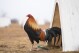 A rooster stands near its teepee shelter at Troy Farms, Tuesday, Jan. 23, 2024, in Wilson, Okla. Before Oklahoma became one of the last places in the U.S. to outlaw cockfighting in 2002, it wasn't uncommon to see hundreds of spectators packed into small arenas in rural parts of the state to watch roosters, often outfitted with razor-sharp steel blades, fight until a bloody death. (AP Photo/Julio Cortez)
