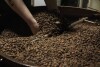 Renee Colon lifts coffee beans from the cooling tray of a roasting machine at Fuego Coffee Roasters' roasting facility in Rochester, N.Y., Friday, March 21, 2025. (Max Conway via AP)