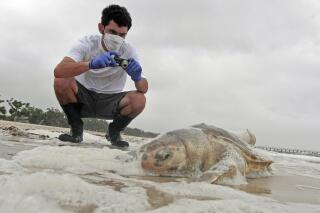FILE - In this May 2, 2010 photo, Institute of Marine Mammal Sciences researcher Justin Main takes photographs of a dead sea turtle on the beach in Pass Christian, Miss. Beach crews have found the first sea turtle nest on the Mississippi mainland in four years. A Harrison County Sand Beach crew that was cleaning up found what appeared to be turtle tracks just east of the Pass Christian Harbor, officials said.  (AP Photo/Dave Martin, File)