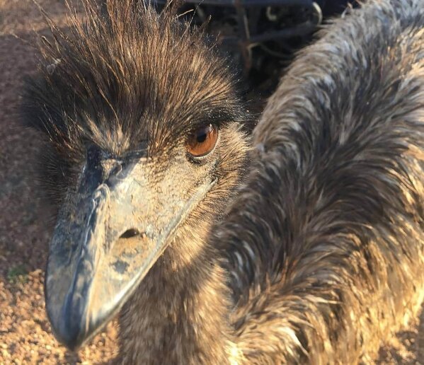 In this photo taken and released by Leanne Byrne, an emu named Carol, three years old and raised from an egg, walks around behind a fence, July 5, 2020, in Yaraka, in the Longreach Region, Queensland, Australia, population 13. An Australian Outback pub has banned two emus, Carol and another, for “bad behavior” after they learned to climb the stairs and created havoc inside. The two large, flightless birds were already adept at stealing food from people in a lightly populated Queensland state outpost. (Leanne Byrne via AP)
