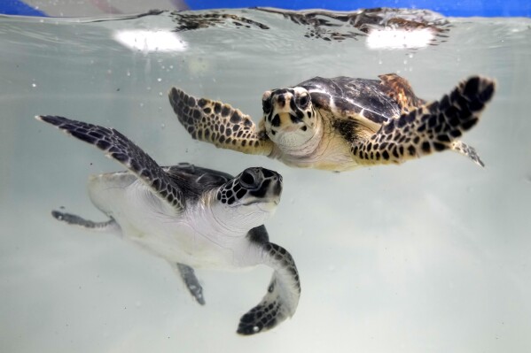 Sea turtles swim in tanks inside the Marine Rehabilitation Center at the National Aquarium in Abu Dhabi, United Arab Emirates, Tuesday, June 13, 2023. Turtles washed ashore in Abu Dhabi have been rescued, rehabilitated and released back into the ocean.  .  (AP Photo/Kamran Jebrelli)