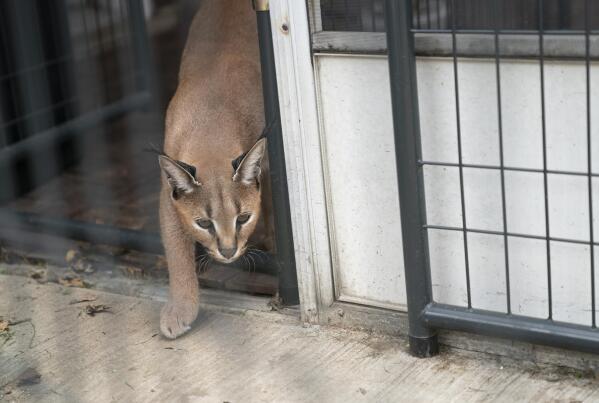 Michigan police department to get cat after Twitter campaign