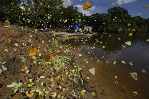 Butterflies fly around the banks of the Assua River, next to Juma Indigenous land, where three sisters lead and manage the Indigenous territory after the death of their father, near Canutama, Amazonas state, Brazil, Saturday, July 8, 2023. (AP Photo/Andre Penner)