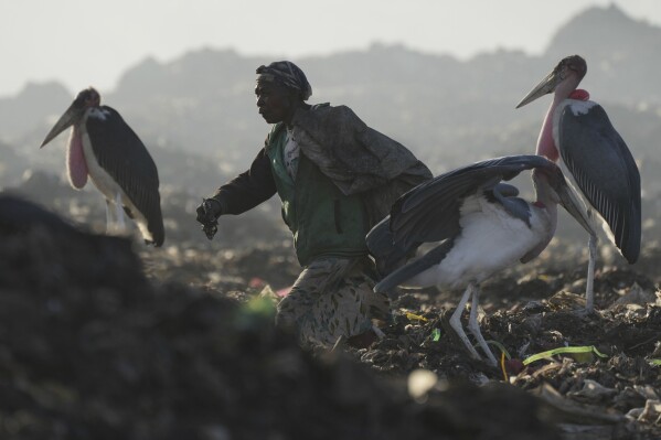 A woman who scavenges recyclable materials for a living, center, walks past Marabou storks feeding on a mountain of garage amidst smoke from burning trash at Dandora, the largest garbage dump in the capital Nairobi, Kenya Wednesday, March 20, 2024. U.N. agencies have warned that electrical and electronic waste is piling up worldwide while recycling rates continue to remain low and are likely to fall even further. (AP Photo/Brian Inganga)
