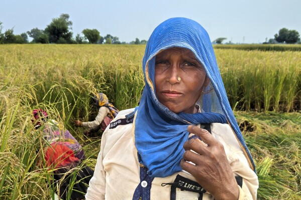 Savita Singh, a farm employee, searches as other farm employees collect wheat in Nanu town of Aligarh district in Uttar Pradesh state, India, on Oct. 17, 2023. Singh lost a finger to amputation in 2022 due to a chemical infection. She blames environment modification that needed her to use a lot more pesticide and fertilizer to offset decreasing yields. (Uzmi Athar/Press Trust of India through AP)