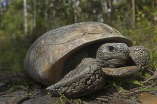 This photo provided by the U.S. Fish & Wildlife Service shows a gopher tortoise at San Felasco Hammock Preserve State Park in Gainesville, Fla. Gopher tortoises that are threatened by loss of habitat and development should be placed on the endangered species list in four southern states, environmental groups said Wednesday, March 22, 2023, as they prepared to sue the federal government over the issue. (U.S. Fish & Wildlife Service via AP)
