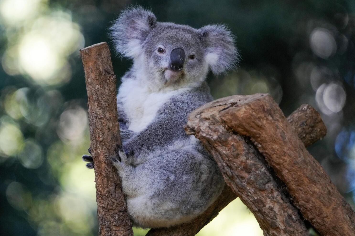 Koalas are dying from chlamydia. A new vaccine effort is trying to