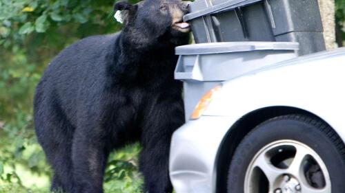 FILE - A black bear that had been previously tranquilized and removed from a Waterbury, Conn., neighborhood earlier in the year chews on a garbage container in Wolcott, Conn., Sept. 26, 2006. Connecticut lawmakers voted Friday, June 2, 2023, to take steps to protect people from the state's growing bear population. But they stopped far short of a bear hunt and restrictions on people unintentionally feeding the hungry animals. (Steven Valenti/Republican-American via AP, File)